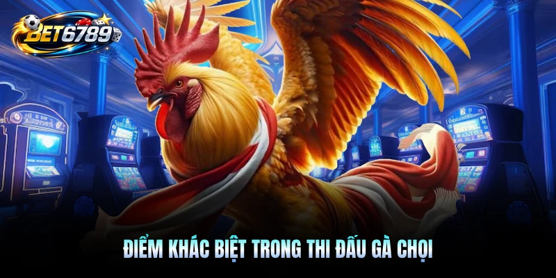 Điểm khác biệt trong thi đấu gà chọi